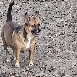 Photo of Arnie, adoptable Chihuahua in Riverview, Florida