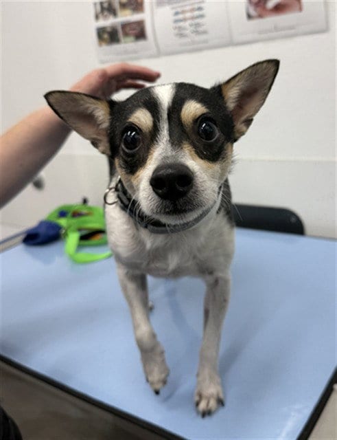Photo of Zorro, adoptable Chihuahua in Mesa, Arizona