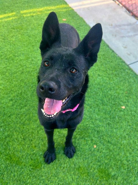 Photo of Tosina, adoptable German Shepherd Dog in Agoura, California