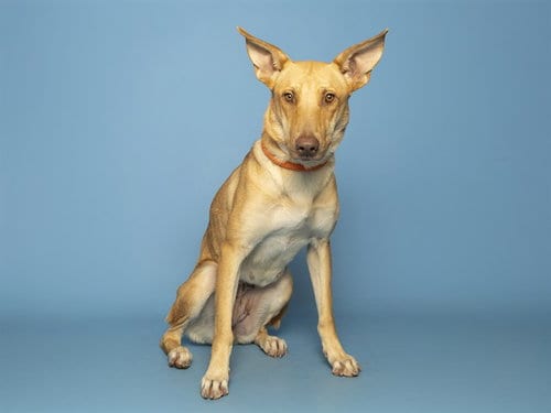 Photo of Robin, adoptable German Shepherd Dog in Phoenix, Arizona