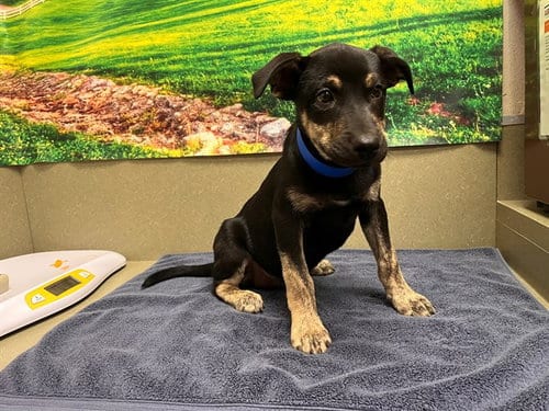 Photo of Indy, adoptable German Shepherd Dog in Moreno Valley, California