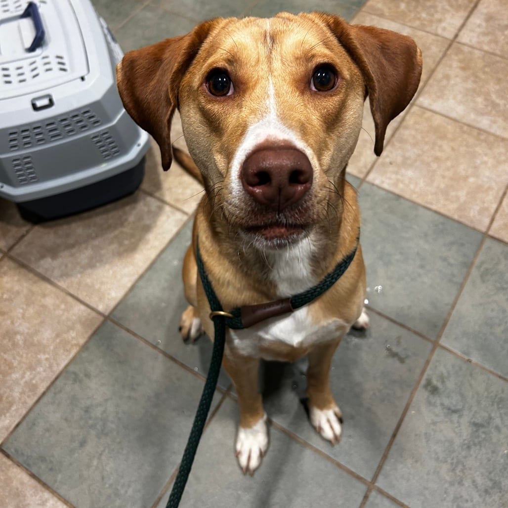 Photo of Toffee, adoptable Mixed Breed (Medium) in Chattanooga, Tennessee