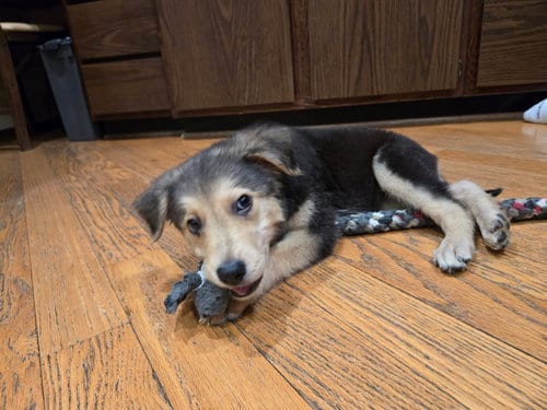 Photo of Merman, adoptable Golden Retriever in Genesee, Wisconsin