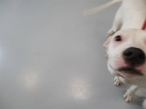 Photo of Dobby, adoptable American Pit Bull Terrier in Ocala, Florida