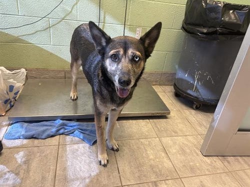 Photo of Daisy, adoptable German Shepherd Dog in Grand Prairie, Texas