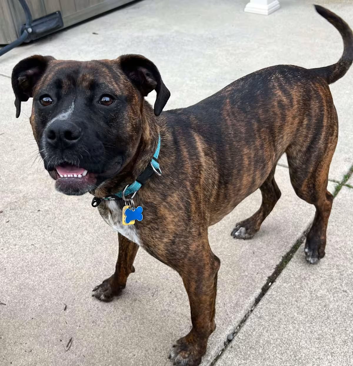 Photo of London, adoptable Boxer/American Bulldog in Roseville, California