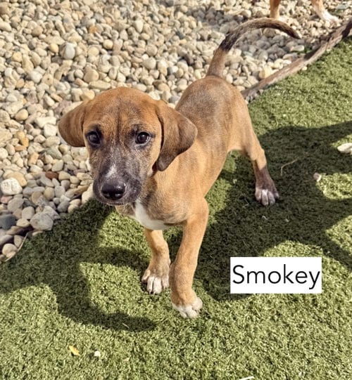 Photo of Smokey, adoptable Hound in Gilberts, Illinois