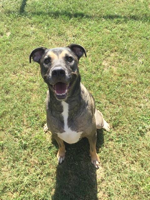 Photo of Ace, adoptable German Shepherd Dog in Grovetown, Georgia