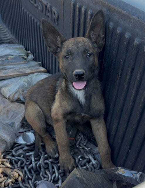 Photo of Brownie, adoptable Belgian Shepherd Malinois in San Bernardino, California