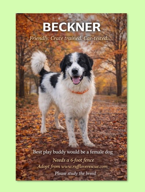 Photo of Beckner, adoptable Great Pyrenees in Thomasville, North Carolina