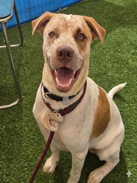 Photo of Bravo, adoptable Australian Cattle Dog/Blue Heeler in Phoenix, Arizona