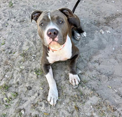 Photo of Romeo, adoptable American Staffordshire Terrier in Inverness, Florida