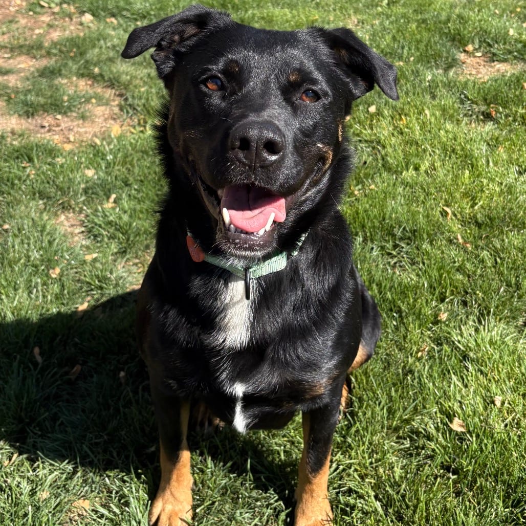 Photo of Osa, adoptable Mixed Breed (Large) in Medford, Oregon