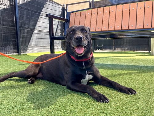 Photo of Sheila, adoptable German Shepherd Dog in Orange, California