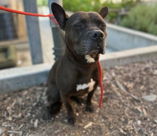 Photo of Eli, adoptable Pit Bull Terrier in Los Angeles, California