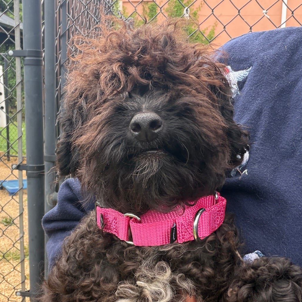 Photo of Oscar, adoptable Poodle, Miniature / Mixed Breed (Small) in West Chester, Pennsylvania