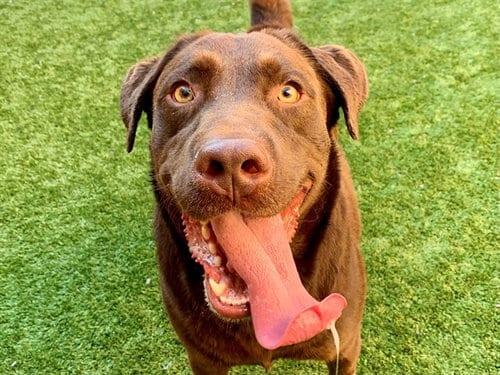 Photo of Reese, adoptable Labrador Retriever in Moreno Valley, California
