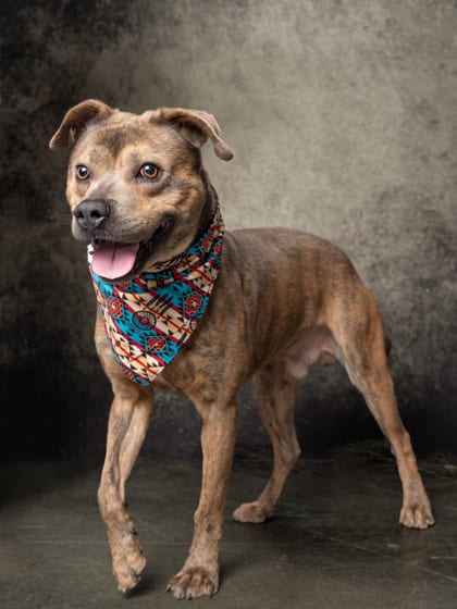 Photo of Ness, adoptable dog in Atlanta, Georgia