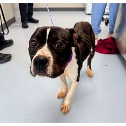Photo of Stormy, adoptable Mixed Breed (Medium) in Maumee, Ohio