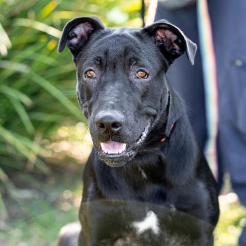 Photo of Shadow, adoptable Doberman Pinscher in Camarillo, California