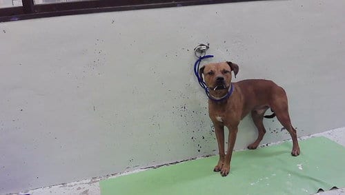 Photo of A2099866, adoptable Staffordshire Bull Terrier in Houston, Texas