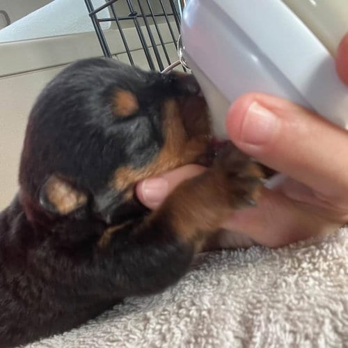 Photo of Rottweiler Puppy (Dolly, adoptable Rottweiler in Mooresville, North Carolina