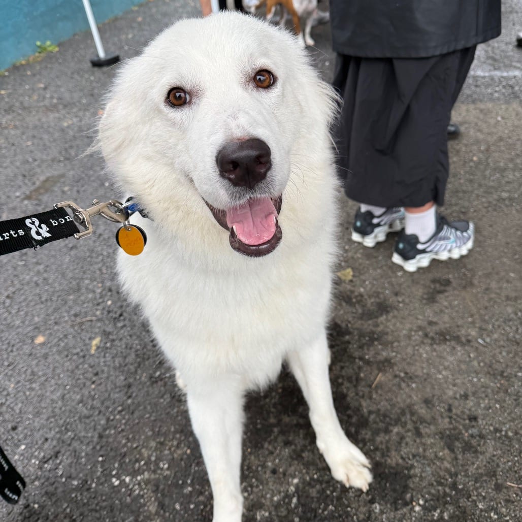 Photo of Freida, adoptable Pyrenees, Great