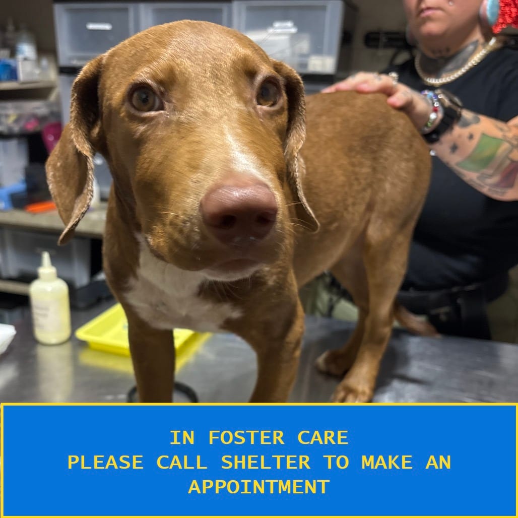 Photo of Scout (Kona), adoptable Mixed Breed (Medium) in Milton, Florida