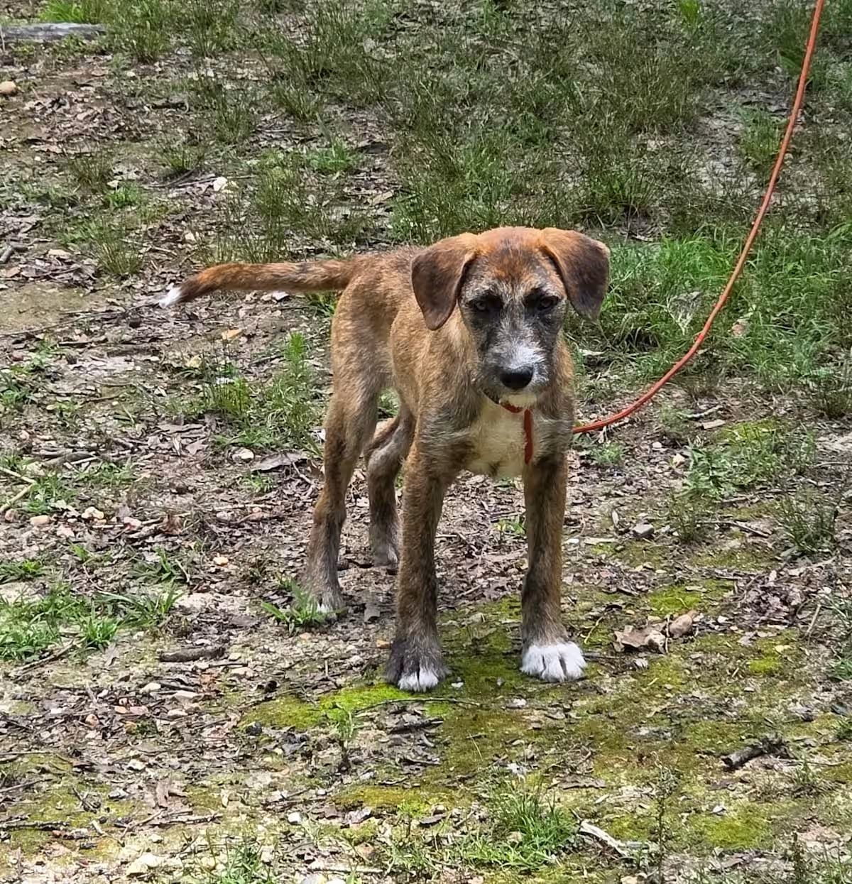 Photo of Hazelnut, adoptable American Staffordshire Terrier/Beagle in Bauxite, Arkansas