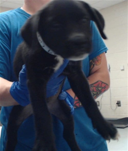Photo of A433927, adoptable Labrador Retriever in Fayetteville, North Carolina