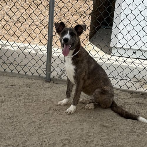 Photo of Amelia, adoptable German Shepherd Dog in Thousand Palms, California