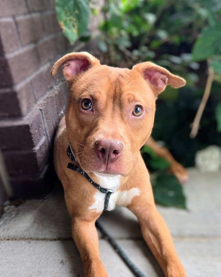Photo of Gator, adoptable Mixed Breed in Douglasville, Georgia