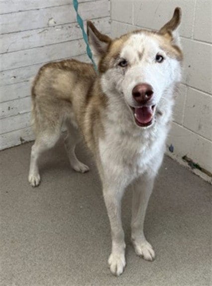 Photo of Brandy, adoptable Siberian Husky in San Bernardino, California
