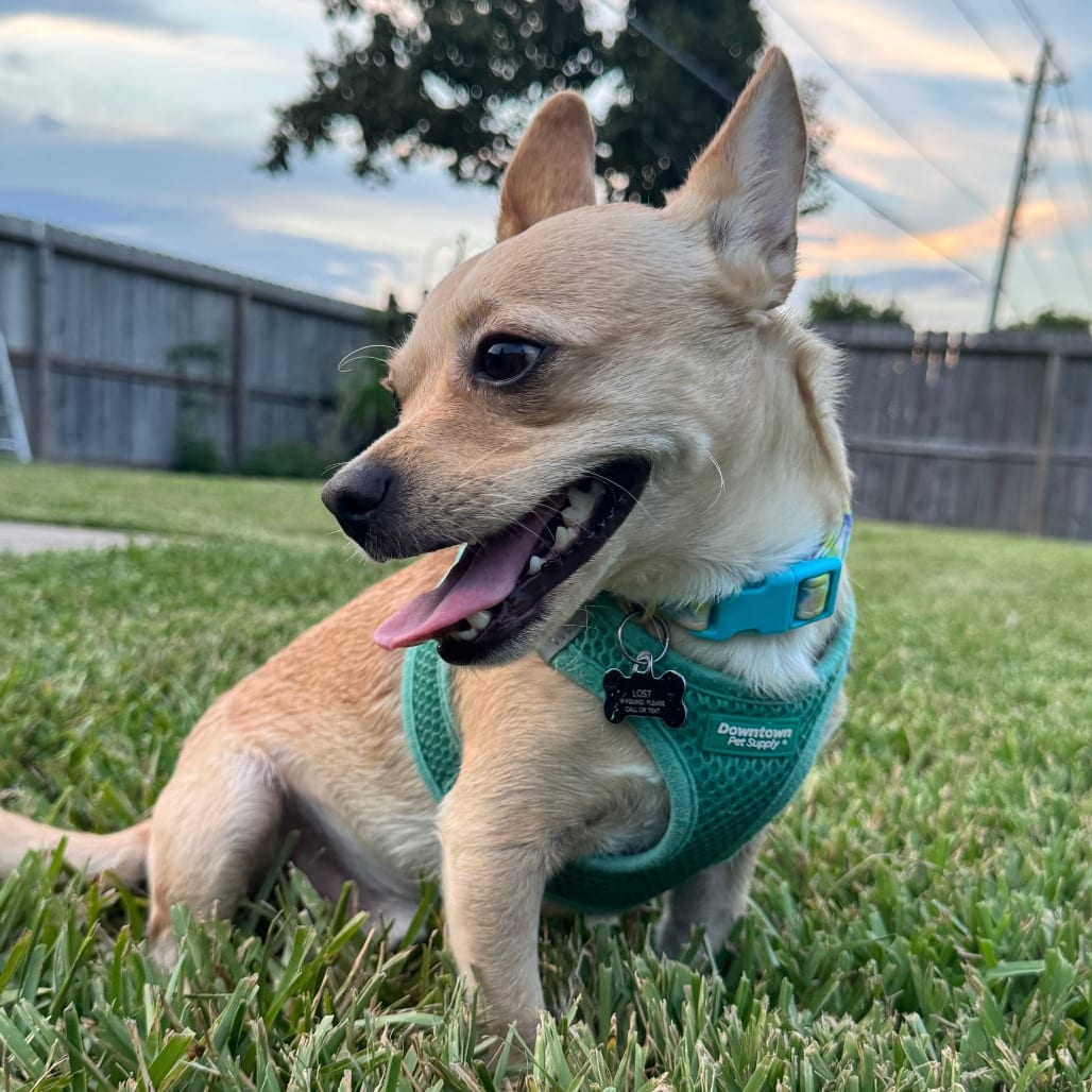 Photo of Loquito (Loki), adoptable Chihuahua, Short Coat in Santa Fe, Texas