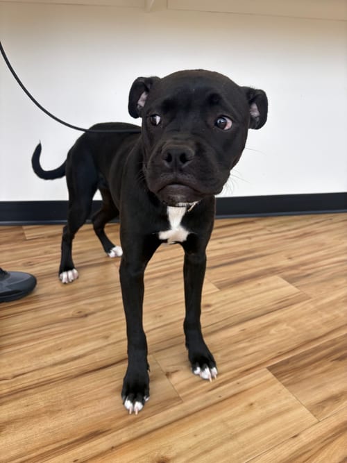 Photo of Rouge, adoptable Boxer in Rowlett, Texas