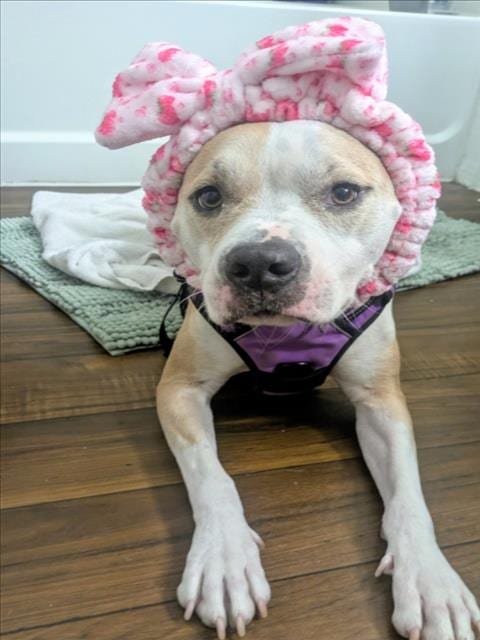 Photo of Stormie, adoptable Pit Bull Terrier in Las Vegas, Nevada