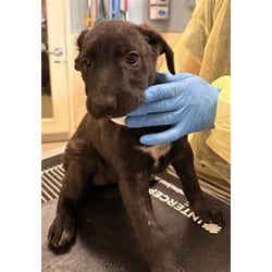 Photo of Cupcake, adoptable Labrador Retriever in Jurupa Valley, California