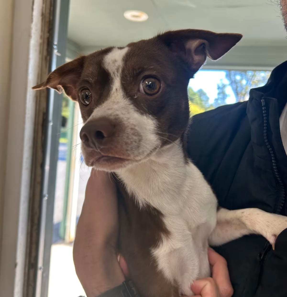 Photo of Chi, adoptable Mutt in Ringgold, Georgia
