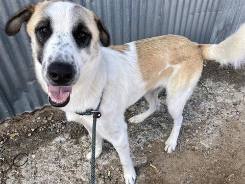 Photo of Toto, adoptable Anatolian Shepherd in Albuquerque, New Mexico