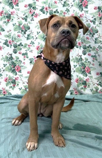 Photo of Hazel, adoptable Labrador Retriever in Wetumpka, Alabama