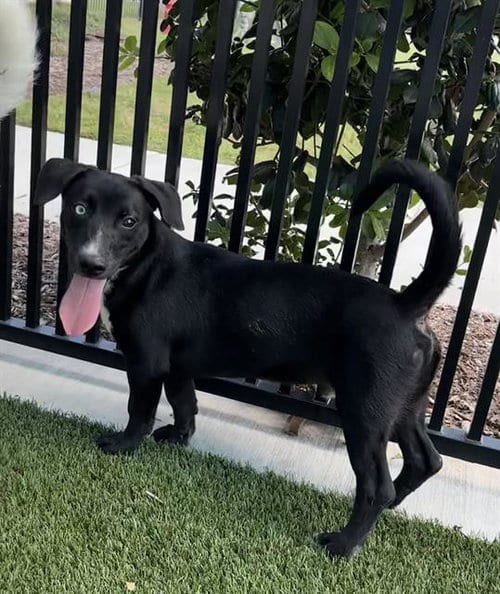 Photo of Knox, adoptable Labrador Retriever in Baytown, Texas