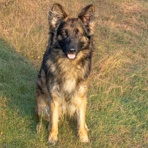Photo of Nike, adoptable German Shepherd Dog in Maryland, Missouri