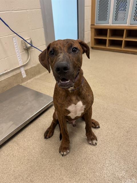 Photo of Ike, adoptable Plott Hound in Grand Prairie, Texas