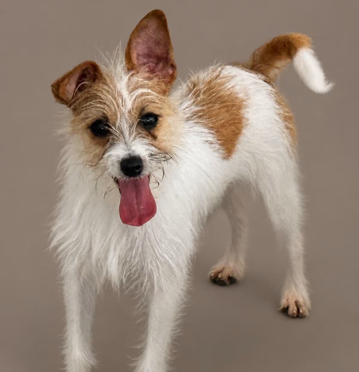 Photo of Hook, adoptable Chihuahua Terrier (Unknown Type, Medium) in Hondo, Texas