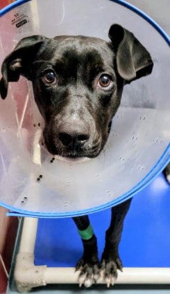 Photo of Beavis, adoptable Labrador Retriever in Houston, Texas