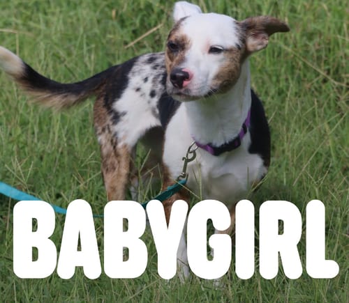 Photo of Babygirl, adoptable Australian Cattle Dog/Blue Heeler in garner, North Carolina
