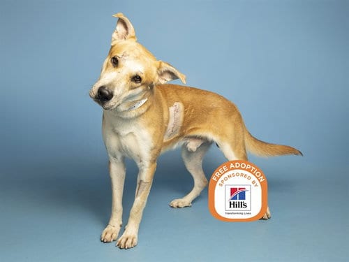 Photo of Chance, adoptable Carolina Dog in Phoenix, Arizona
