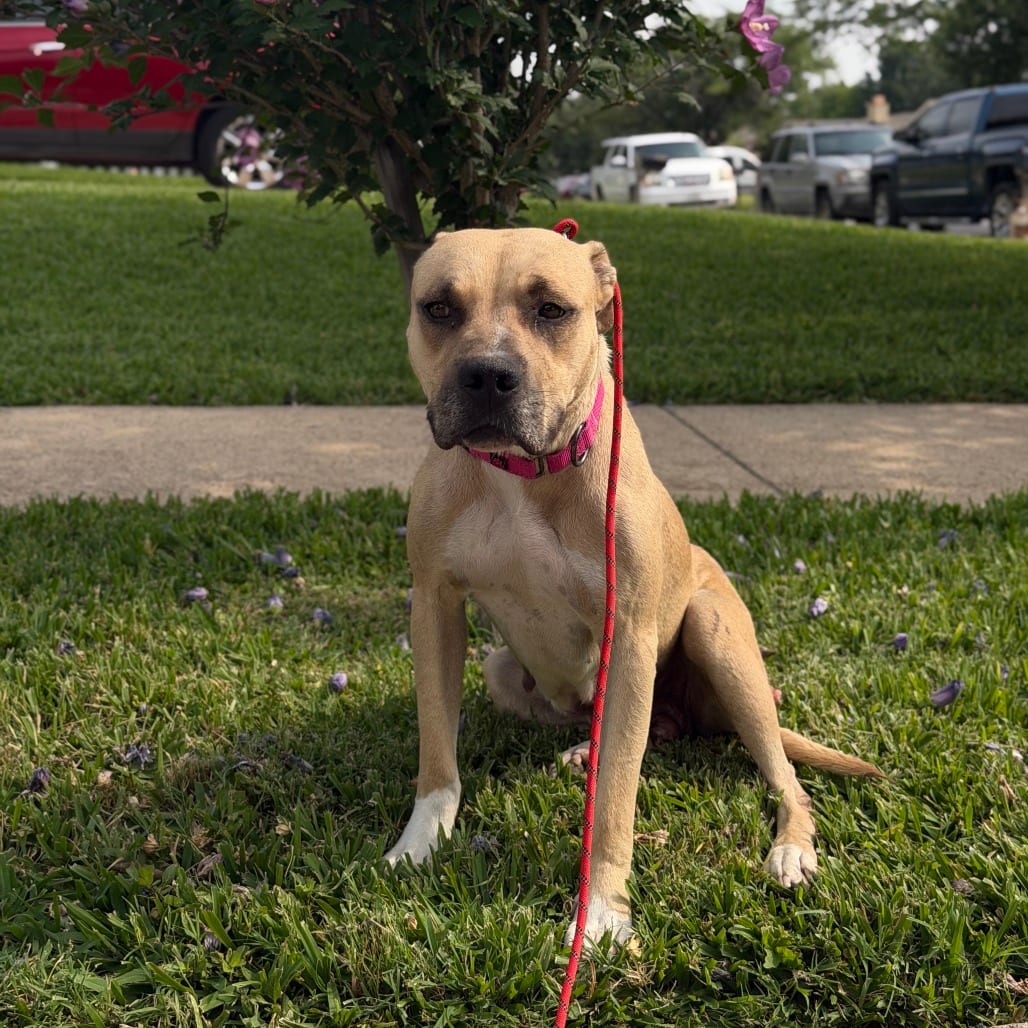 Photo of Millie, adoptable Mixed Breed (Medium) in Dallas, Texas