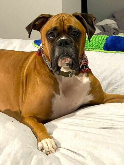 Photo of Dutchess II - ABR Return, adoptable Boxer in Austin, Texas