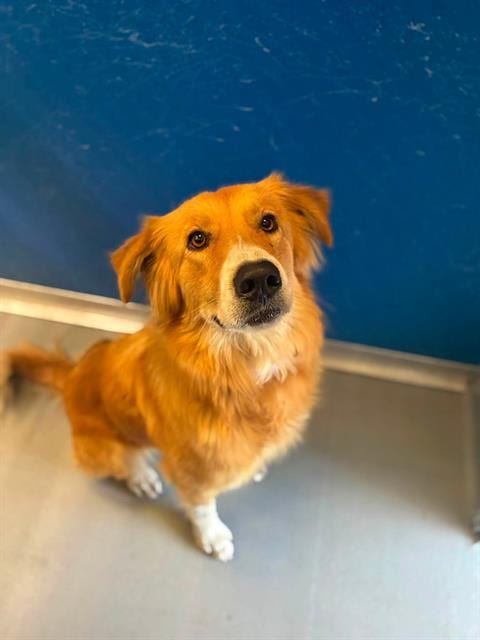 Photo of Princess, adoptable Golden Retriever in Visalia, California